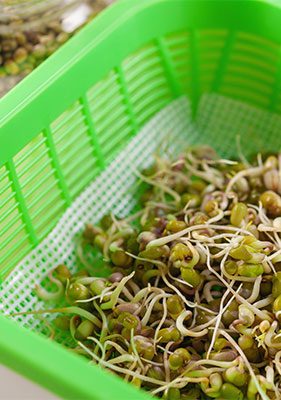 Image of sprouts in a green basket